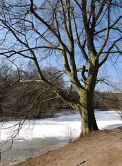 Tree on the bank of an ice-covered canal