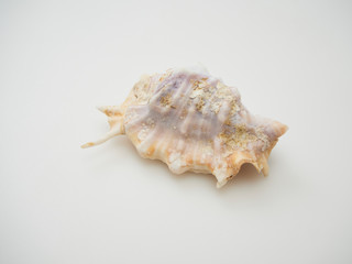 Beautiful patterned shells