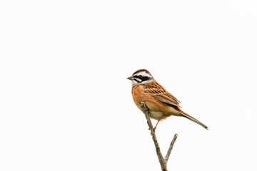ホオジロ雄(Meadow Bunting)