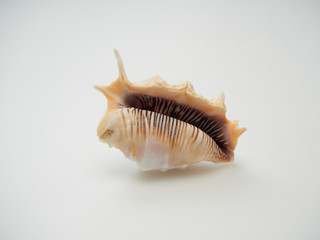 Beautiful patterned shells