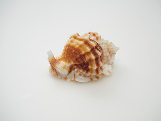 Beautiful patterned shells