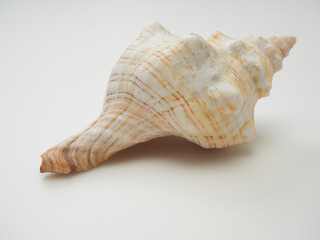 Beautiful patterned shells