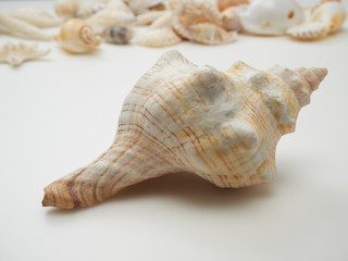 Beautiful patterned shells