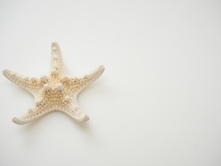 Fototapeta na wymiar Starfish on a white background