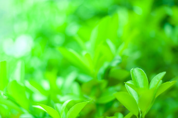 background of green leaves