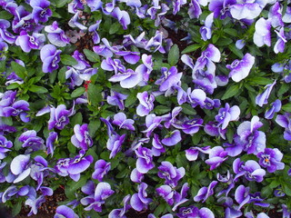 雨に濡れる花壇のパンジー