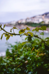 Green plants with coast landscape background on a cloudy day.
