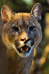 Puma (Puma concolor)