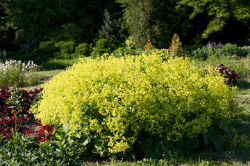Flower Alchemilla microdonta