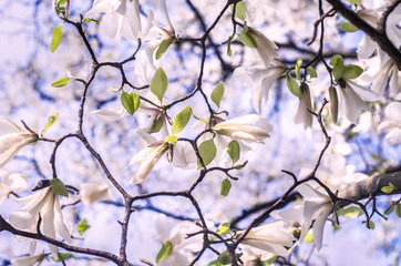 White Magnolia on a blue background.