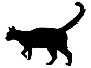 Cat black silhouette