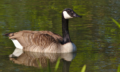 Fototapeta premium goose in a pond