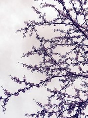 flowering branch on the background of the sky