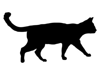 Cat black silhouette