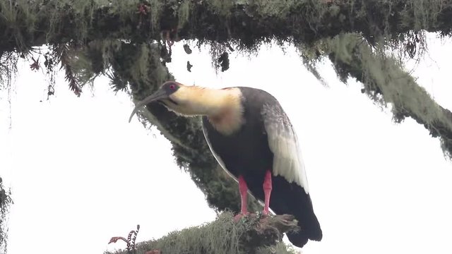 Curicaca na &aacute;rvore (Theristicus caudatus)