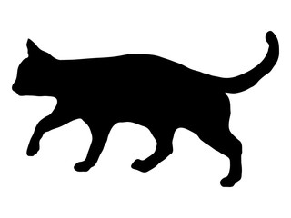 Cat black silhouette
