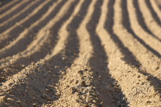 Parallel furrows of a pyramidal shape on a plowed spring field. The appearance of the soil with sown potatoes. Leaving away perspective with a gradual blur. Agriculture and growing solanaceous