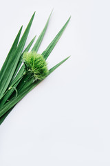 Tropical green leaves on the side of a white background with single green trick carnation on it, flat lay