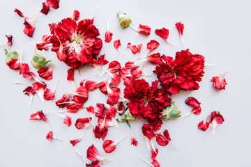 Disintegrating red carnations with its petals all over the surface on the white background, top view, flat lay