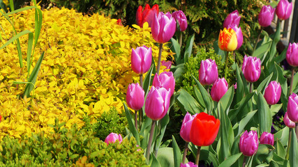 Tulip garden near lions bridge sofia