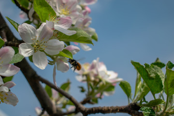 Blossoming branch of an apple tree in spring