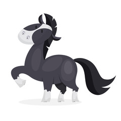 Horse wild or domestic animal. Black mammal