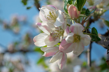 Blossoming branch of an apple tree in spring