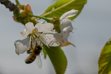 Cherry blossoms that make the spring beautiful