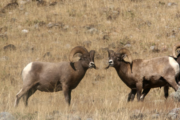 Bighorn Sheep in Yellowstone National Park