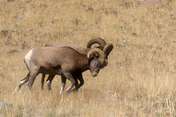 Naklejka na ściany i meble Bighorn Sheep in Yellowstone National Park