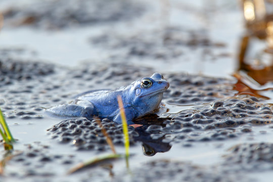 Ein intensiv blauer m&auml;nnlicher Moorfrosch im Laichgew&auml;sser
