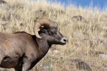 Bighorn Sheep in Yellowstone National Park