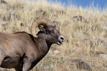 Bighorn Sheep in Yellowstone National Park