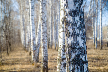 A row of birch trees in the forest
