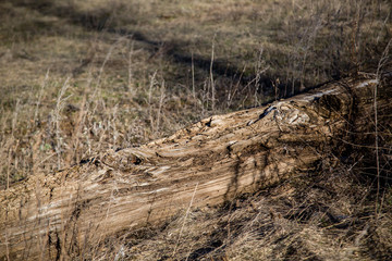old log in dry grass