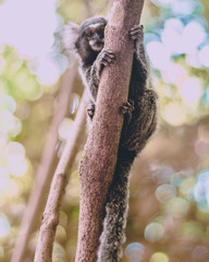 monkeys - Rio de Janeiro