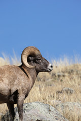 Bighorn Sheep in Yellowstone National Park