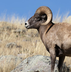 Fototapeta premium Bighorn Sheep in Yellowstone National Park