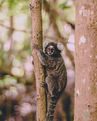 monkeys - Rio de Janeiro