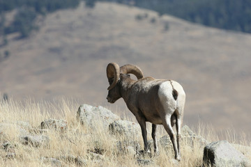 Naklejka premium Bighorn Sheep in Yellowstone National Park