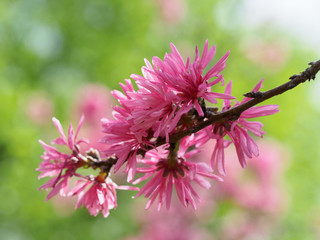花びらが菊のように細いキクモモ