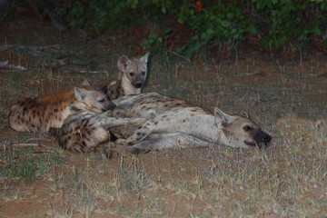 Obraz premium Tüpfelhyäne / Spotted Hyaena / Crocuta crocuta.