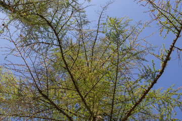 European Larch canopy against a blue sky in Scotland during spring/April with sliding motion and arc. 