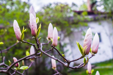 Pink magnolia on a fluffy green background.