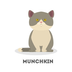 Munchkin cat. Cute funny animal. Adorable pet