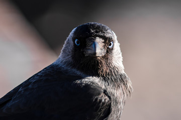 Blue Eyed Jackdaw Close Up