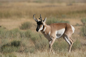 Pronghorn Antelope in Yellowstone National park, Wyoming