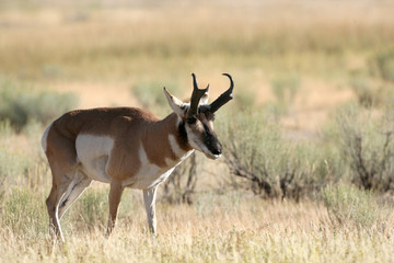 Naklejka na ściany i meble Pronghorn Antelope in Yellowstone National park, Wyoming