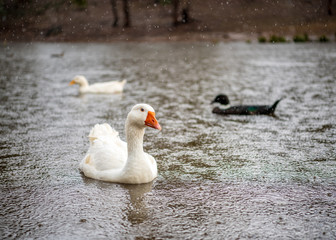 Fine weather for ducks 2