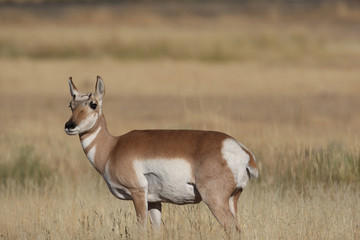 Pronghorn Antelope in Yellowstone National park, Wyoming